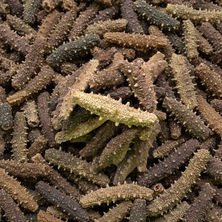 nz-sea-cucumber-dried