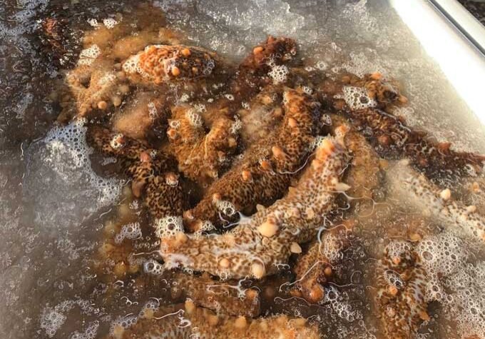 pure-sea-cucumber