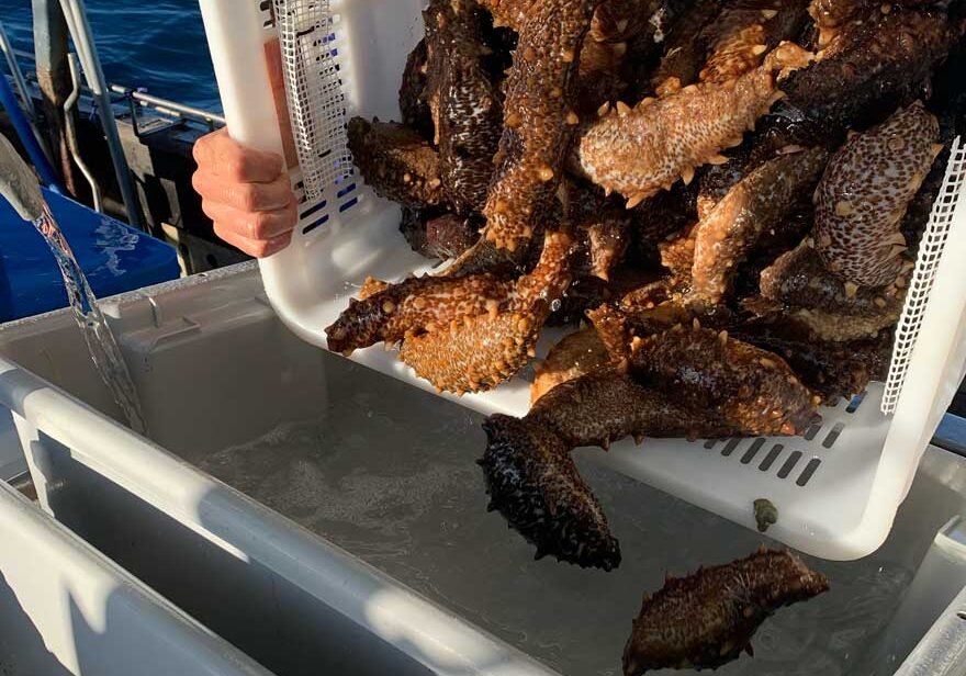 sea-cucumber-wild-caught